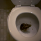 Illustration for article titled This is How Sewer Rats Climb Into Your Toilet
